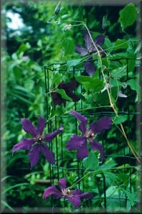 Clematis photograph