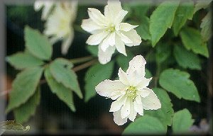 Clematis photograph