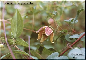 Clematis photograph