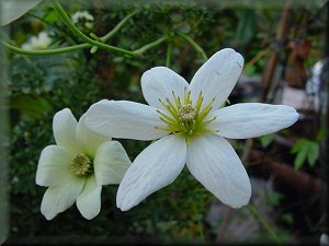 Clematis photograph