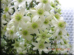 Clematis photograph