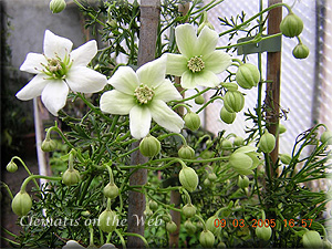 Clematis photograph