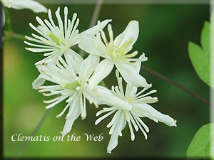 Clematis photograph