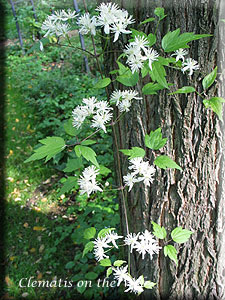 Clematis photograph