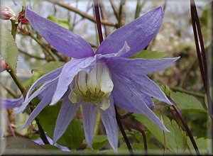 Clematis photograph