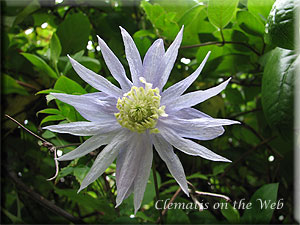 Clematis photograph