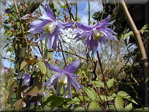 Clematis photograph