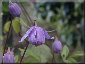 Clematis photograph