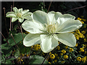 Clematis photograph