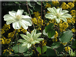 Clematis photograph