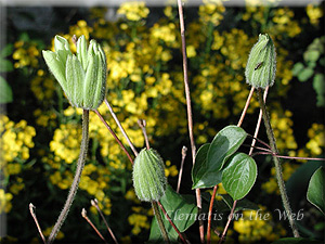 Clematis photograph