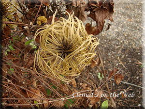 Clematis photograph