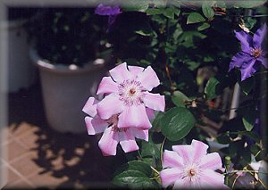 Clematis photograph