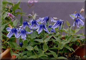 Clematis photograph