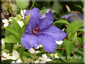 Clematis photograph