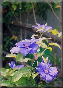 Clematis photograph