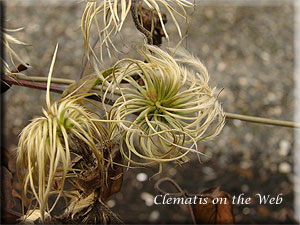 Clematis photograph