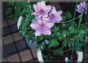 Clematis photograph