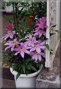 Clematis photograph