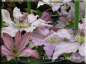 Clematis photograph