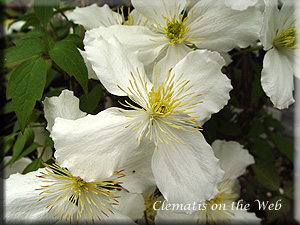 Clematis photograph