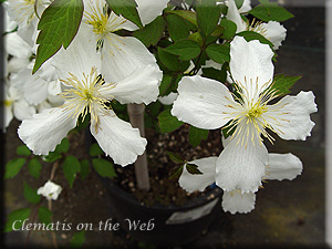 Clematis photograph