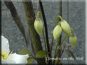 Clematis photograph