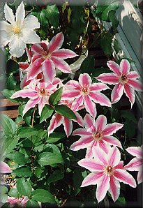 Clematis photograph