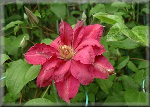 Clematis photograph