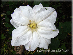 Clematis photograph