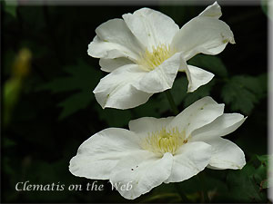 Clematis photograph