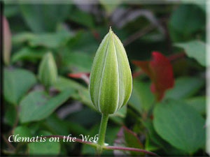 Clematis photograph