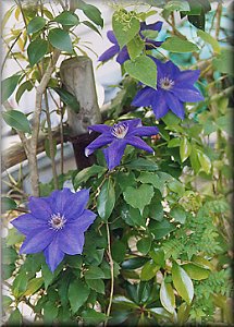 Clematis photograph