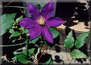 Clematis photograph