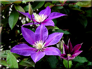 Clematis photograph