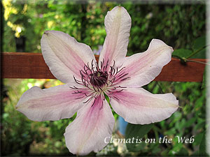 Clematis photograph