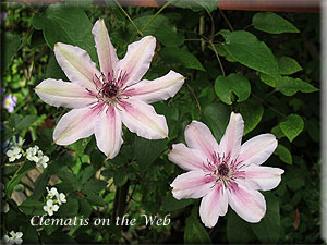 Clematis photograph