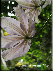 Clematis photograph