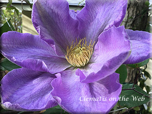 Clematis photograph