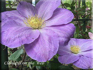 Clematis photograph