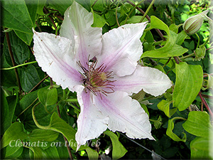 Clematis photograph