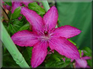 Clematis photograph