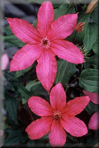 Clematis photograph