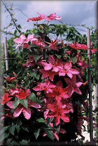 Clematis photograph