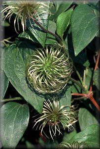 Clematis photograph