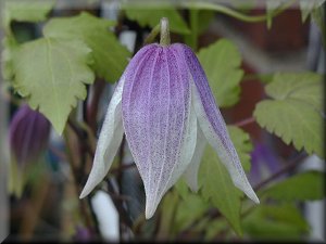 Clematis photograph