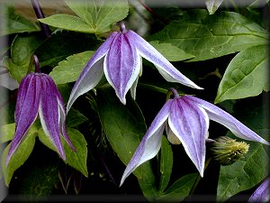 Clematis photograph