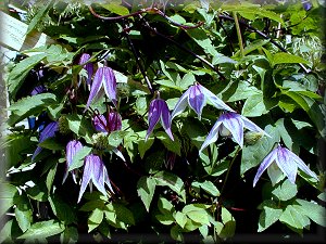 Clematis photograph