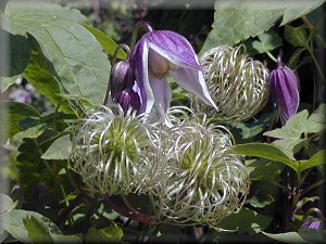 Clematis photograph