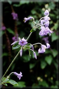 Clematis photograph